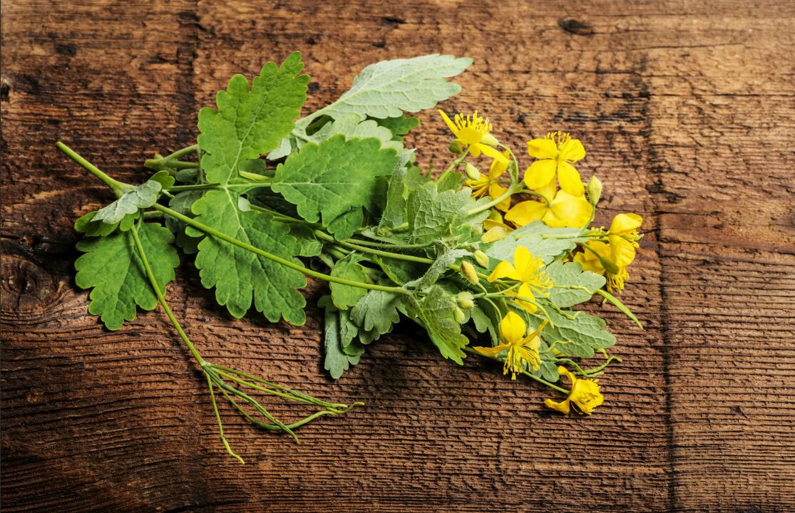 Celidonia una planta curativa contra los hongos en las uñas de los pies